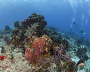 coral reef and divers