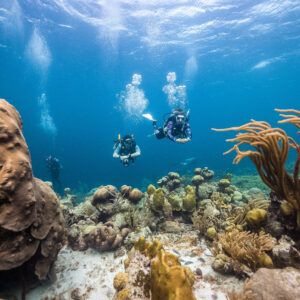 PADI Open Water Diver Referral