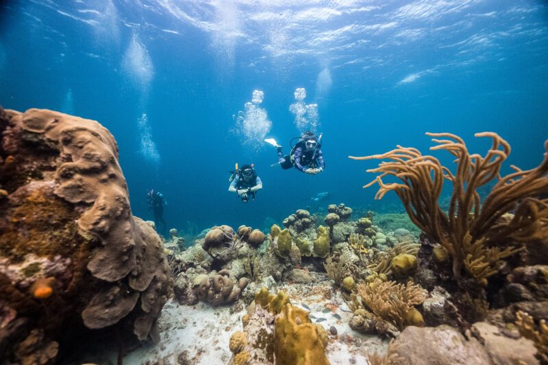 PADI Open Water Diver Referral