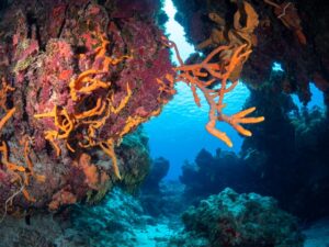 low season in cozumel