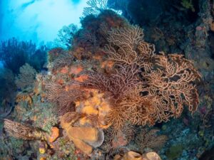 beautiful corals
