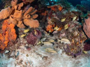 fish and sponges