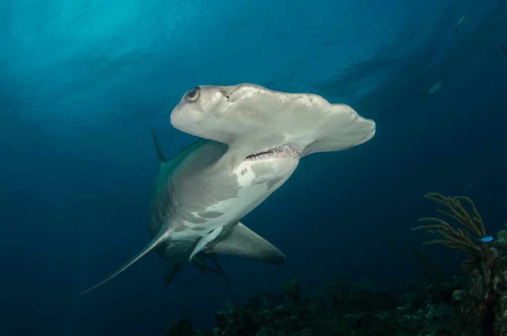image of hammerhead shark hammerhead shark