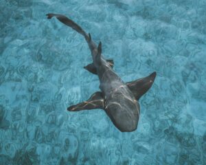 nurse shark