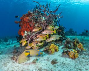 fish and corals