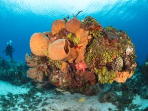 Cozumel Private Dive Trip