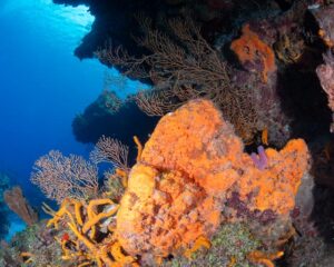 underwater photo of sponges