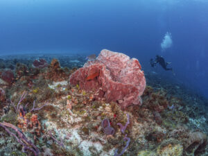 Cozumel private dive trips