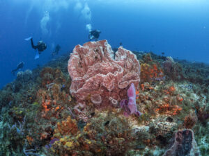 Tunich Reef