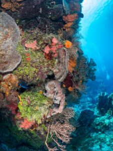 corals