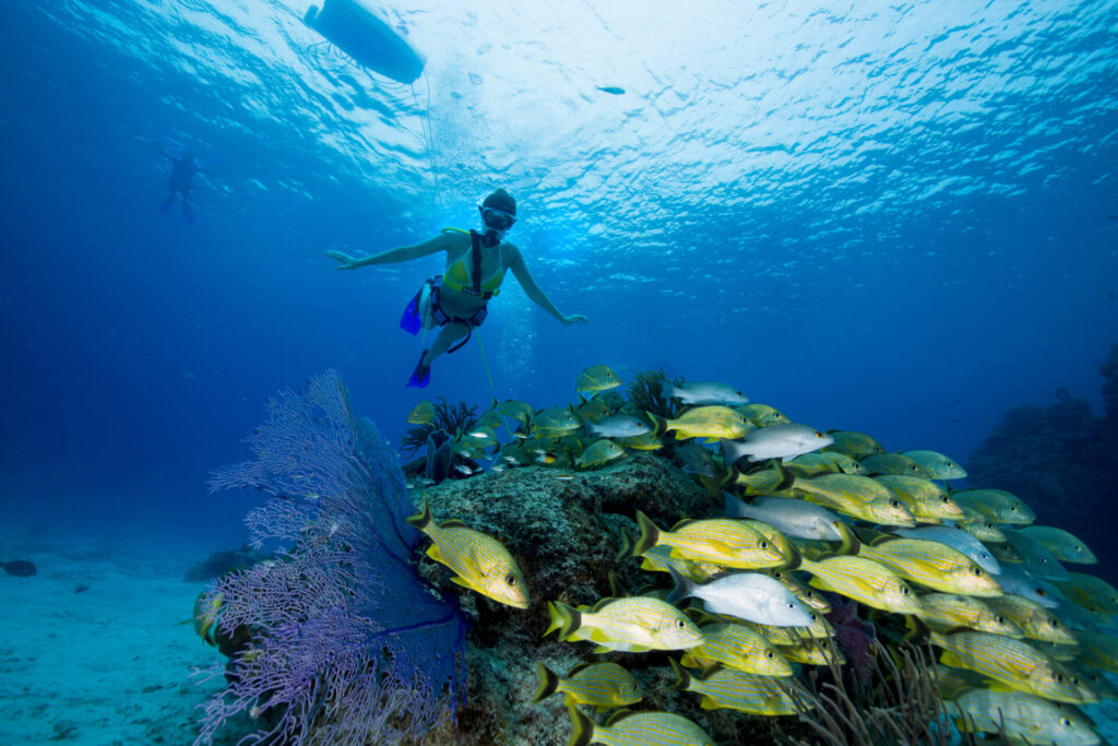 snuba diver and fish