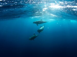 dolphins underwater