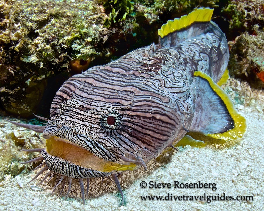 splendid toadfish
