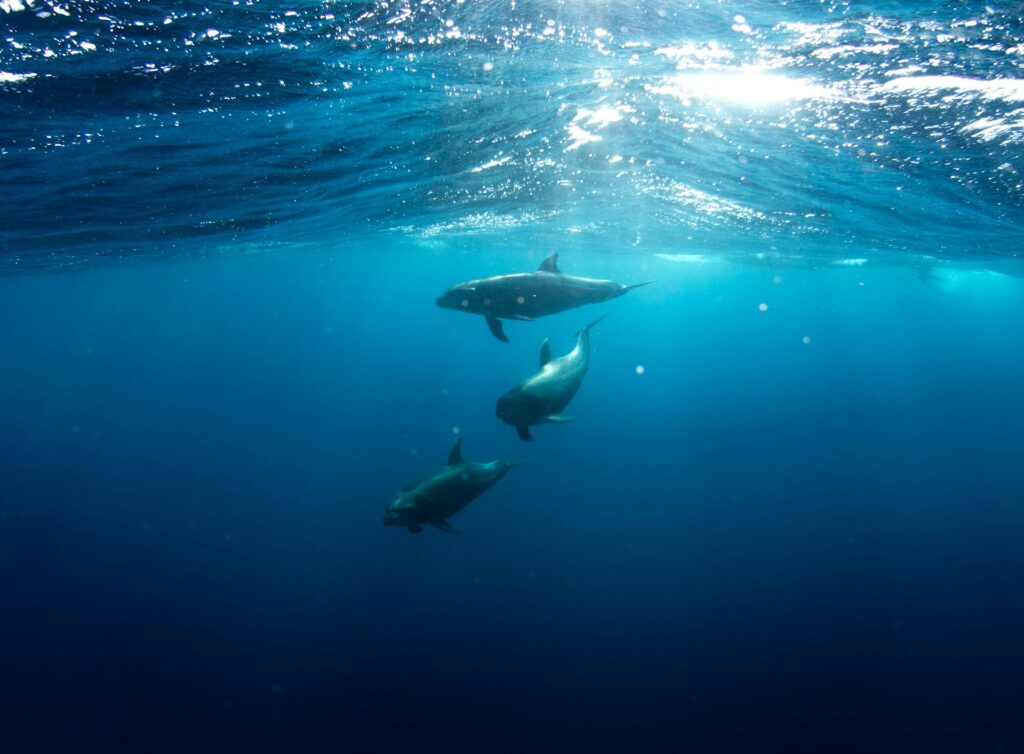 dolphins swimming
