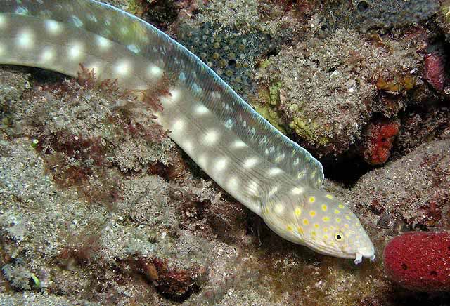 sharptail eel