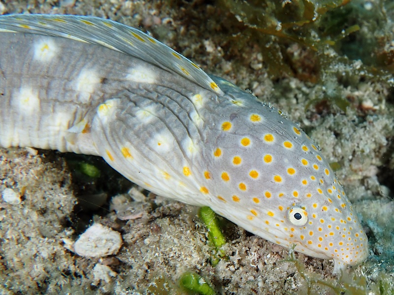 sharptail eel