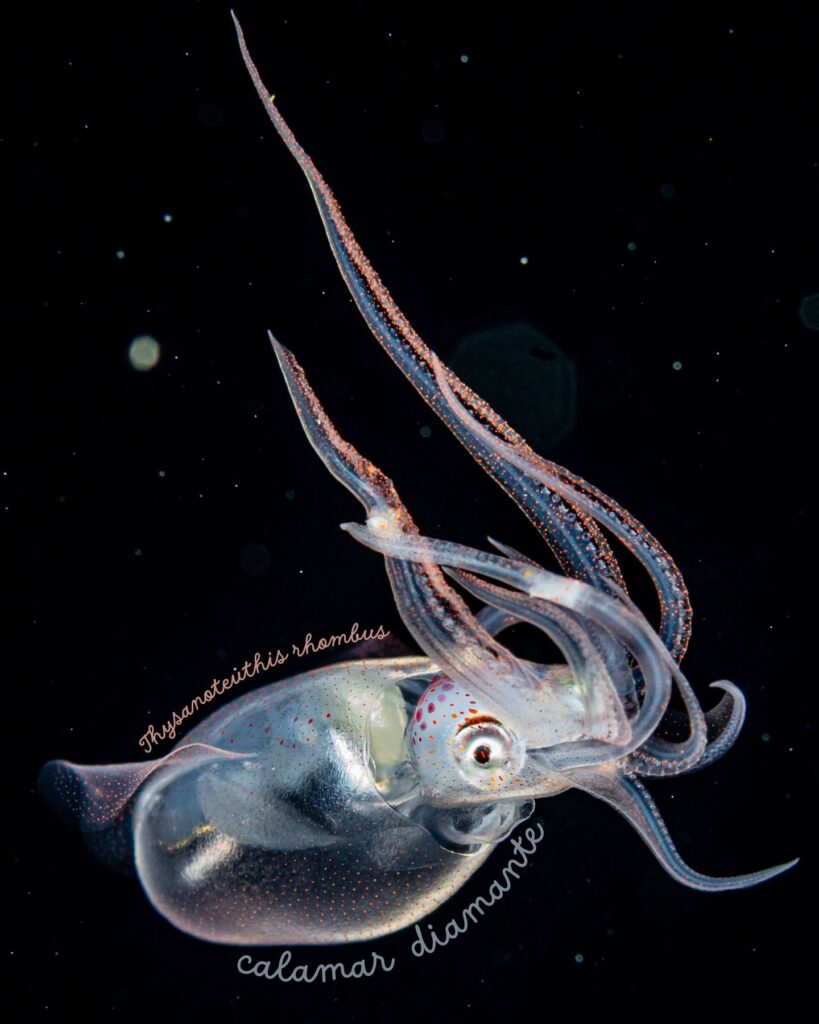 diamond squid