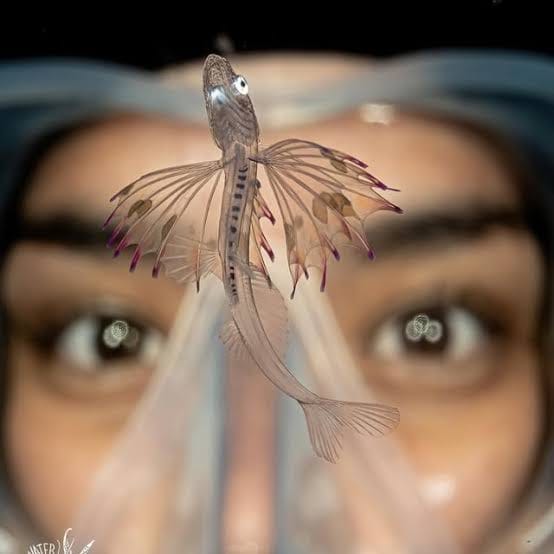 underwater photo of larval lionfish
