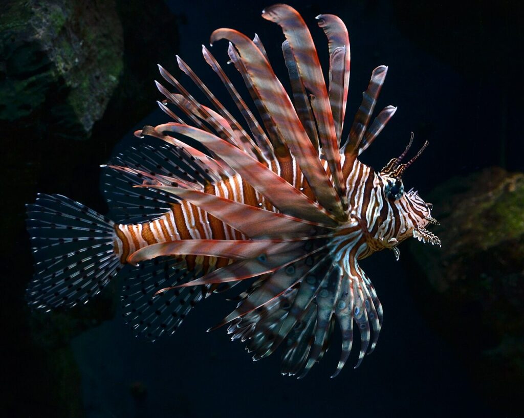 lionfish