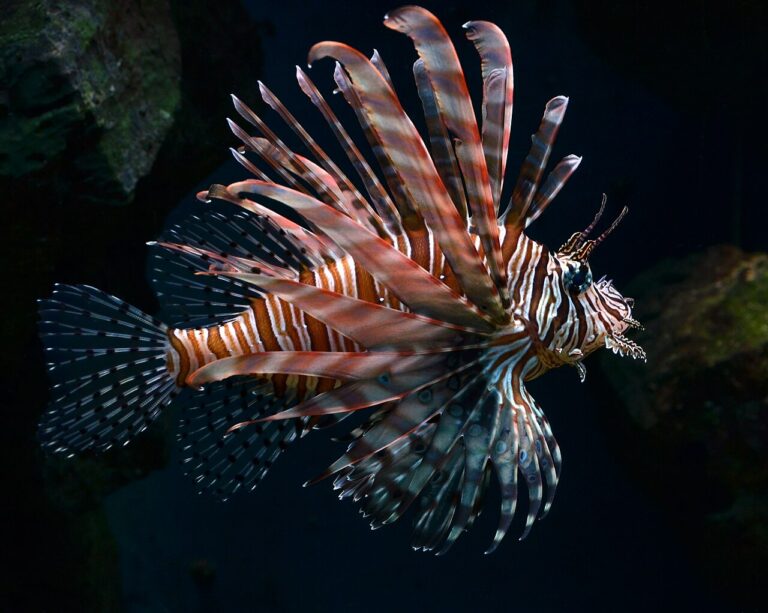 lionfish