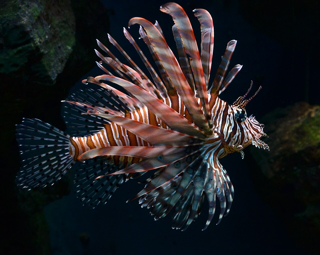 lionfish