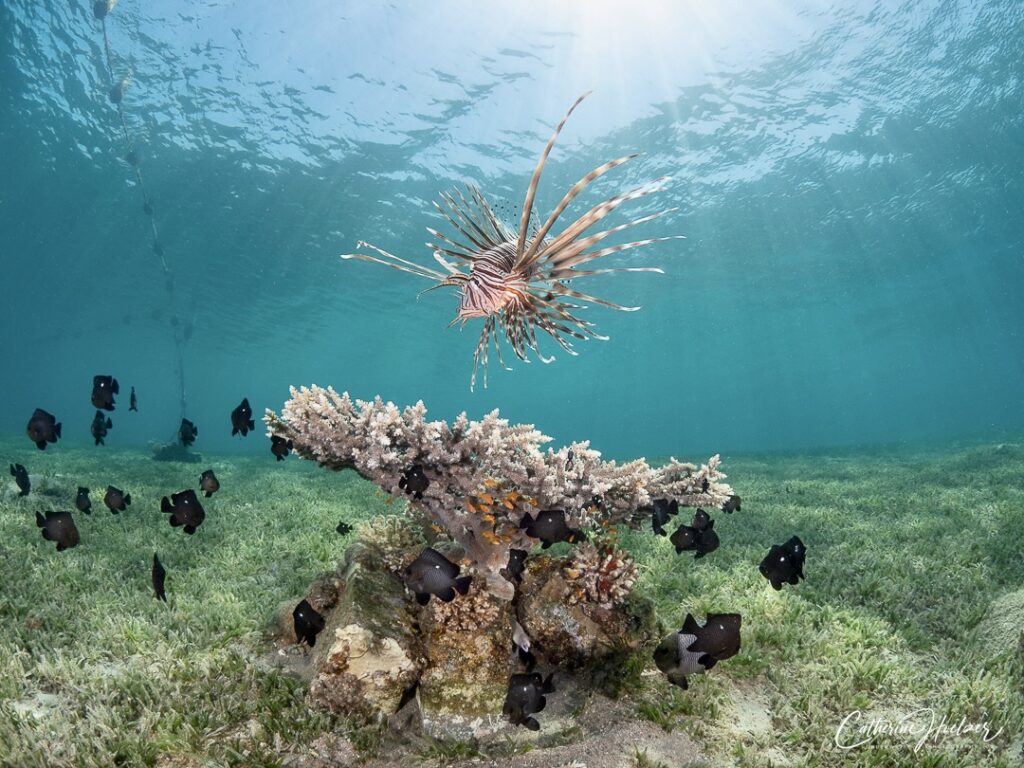 lionfish control