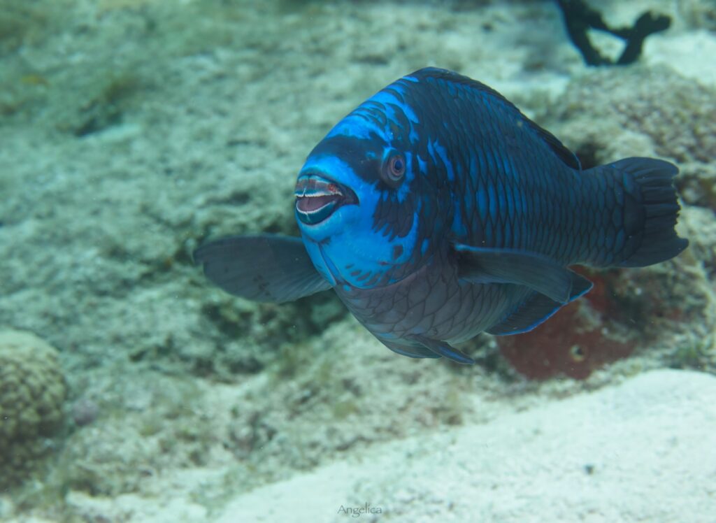 parrotfish