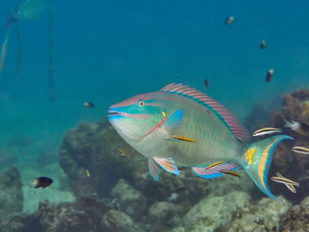 parrotfish