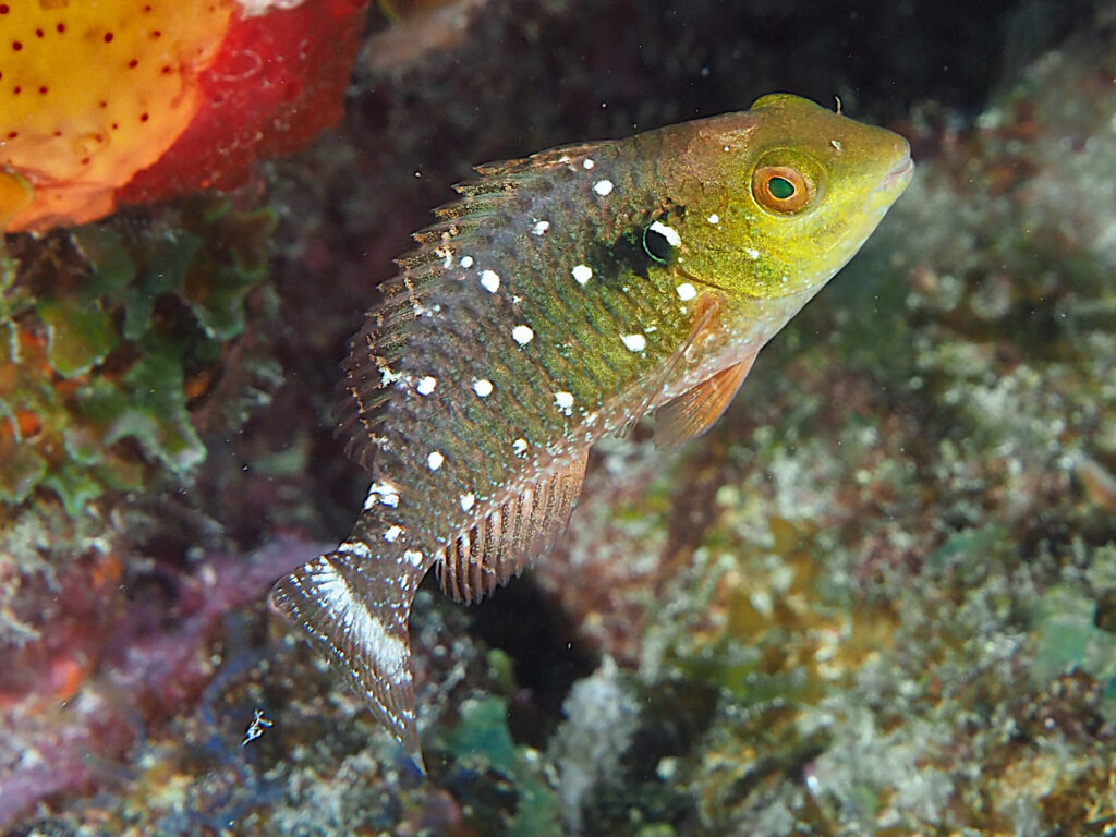 Stoplight Parrotfish Juvenile Phase