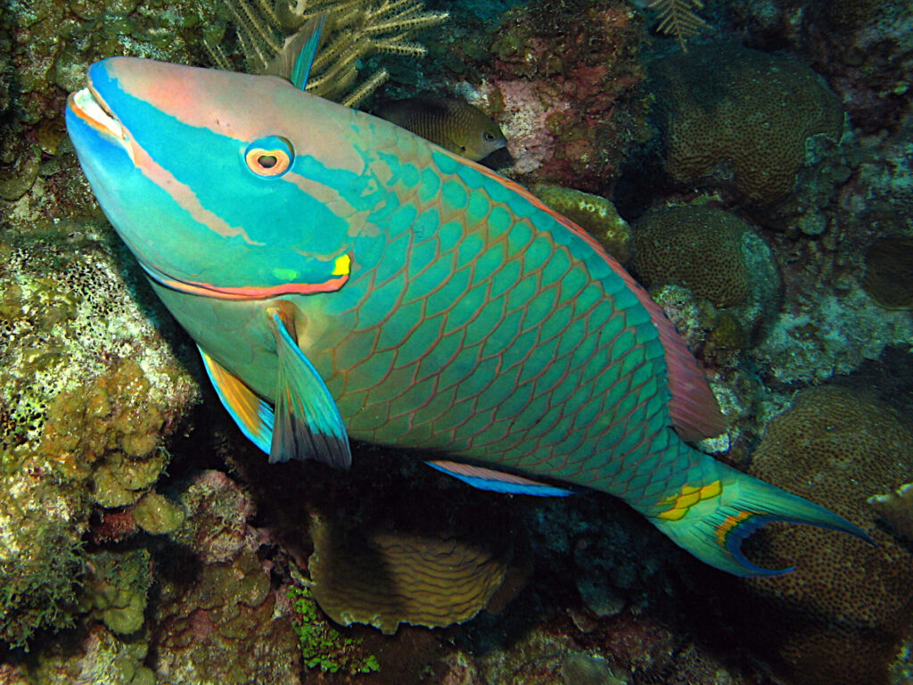 STOPLIGHT PARROTFISH