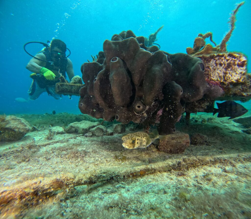 porcupine fish under coral platform