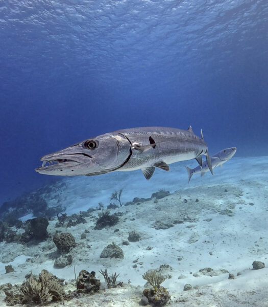 2 barracudas on cozumel reef