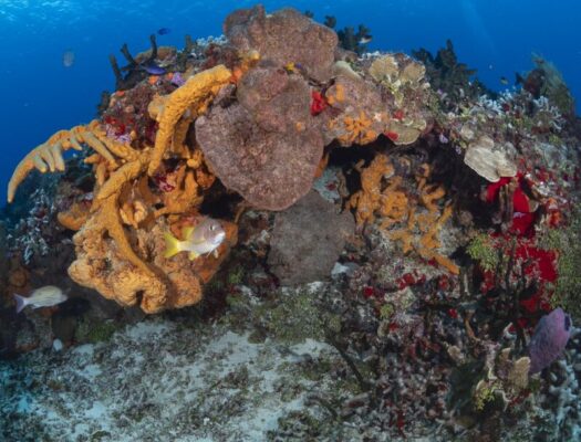 colorful reef in Yucab dive site
