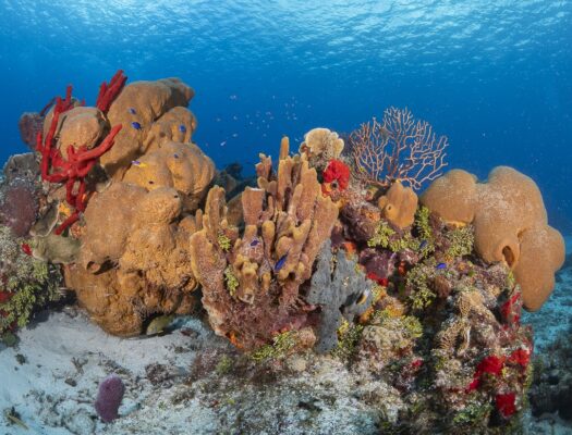 colorful sponges and fish in cozumel