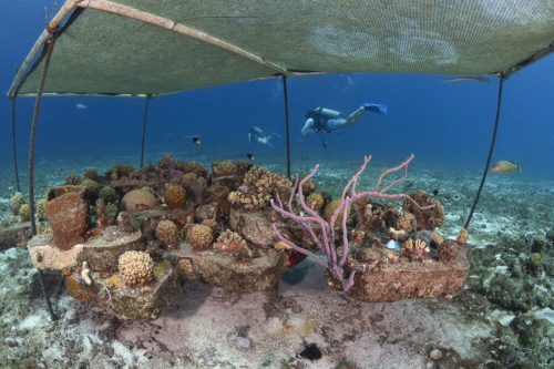 coral platform at Sand Dollar Sports