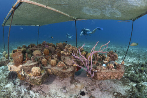 coral reef restoration project coral platform at Sand Dollar Sports