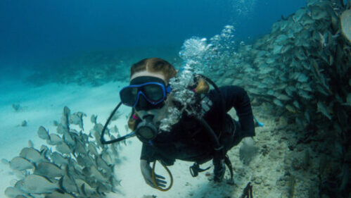scuba diver underwater with school of fish