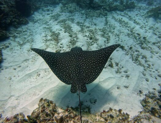 eagle ray underwater