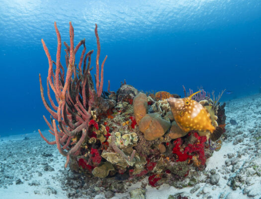 White spotted filefish in Cozumel