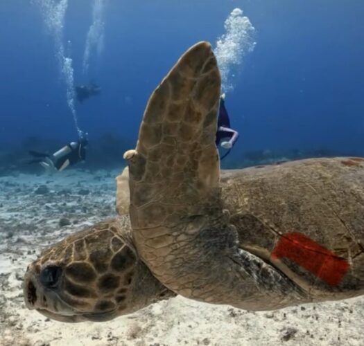 loggerhead turtle in cozumel