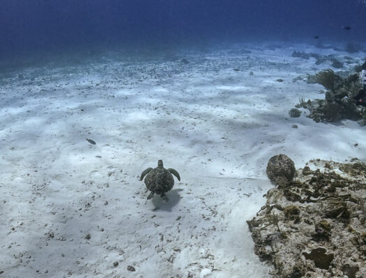 juvenile hawksbill sea turtle