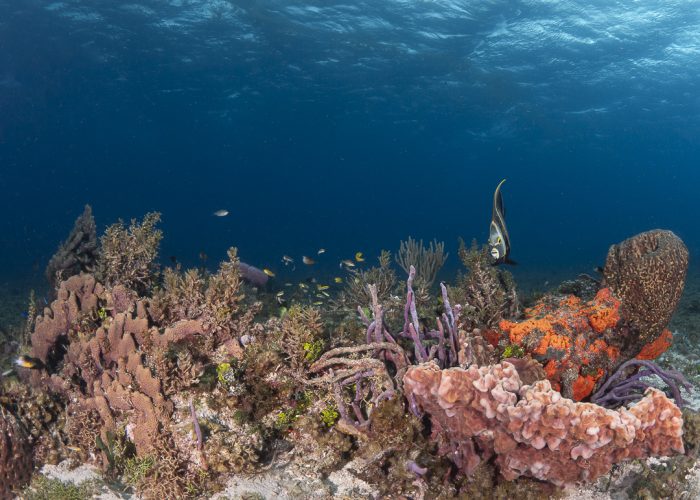 diving in cozumel